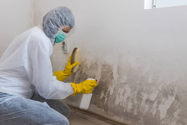 Professional Mold Remediation in Carencro, LA