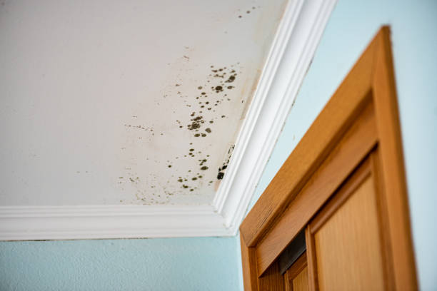 Best Commercial Mold Remediation in Carencro, LA