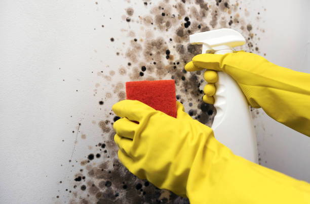 Best Insurance-Related Mold Remediation in Carencro, LA