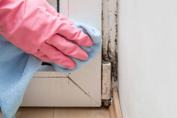 Best Black Mold Remediation in Carencro, LA